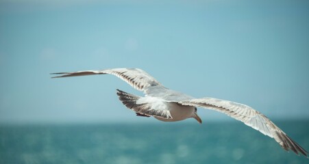Beautiful seagull in a flight against the sky on bokeh background