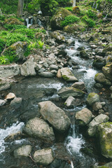 mountain river in the forest