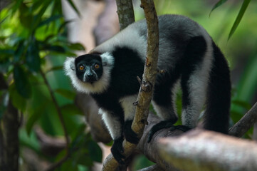 Black and white ruffed lemur (Varecia variegata) MADAGASCAR 