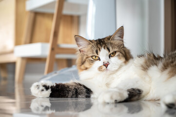 Fototapeta na wymiar Portrait of young crossbreed Persian cat looking to camera.