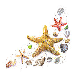 Starfish and shells on white. Nautical watercolor sketch.