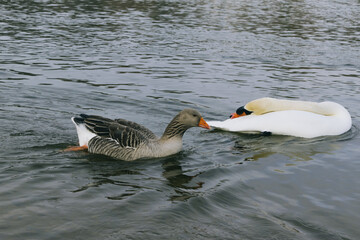 Obraz premium gray goose and mute swan