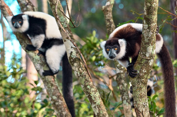 Black and white ruffed lemur (Varecia variegata) MADAGASCAR 