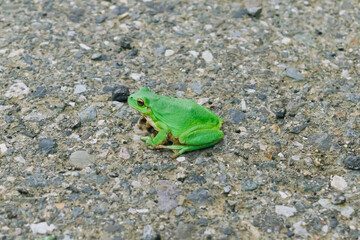 frog on the ground