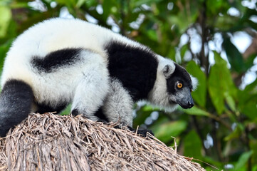 Fototapeta premium Black and white ruffed lemur (Varecia variegata) MADAGASCAR 