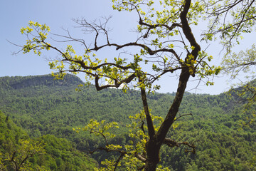 tree in the mountains