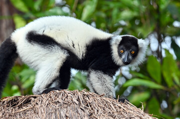 Black and white ruffed lemur (Varecia variegata) MADAGASCAR 