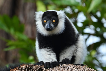 Black and white ruffed lemur (Varecia variegata) MADAGASCAR 