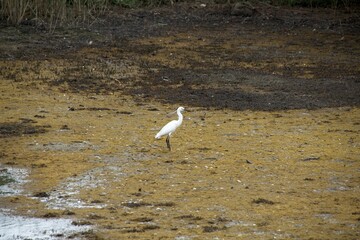 Obraz premium seagull on the beach