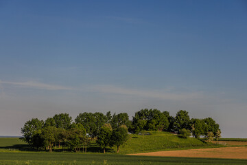 landscape with trees and sky