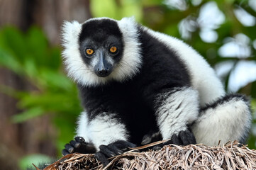Black and white ruffed lemur (Varecia variegata) MADAGASCAR 