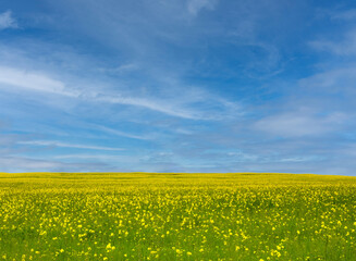 Obraz premium Field of blooming canola under blue sky, beautiful countryside landscape.