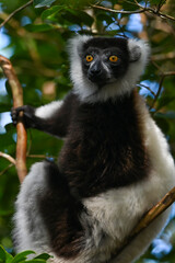Black and white ruffed lemur (Varecia variegata) MADAGASCAR 