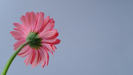 pink gerbera flower, space copy, white background