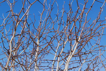 branches with thorns