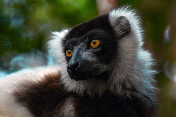 Black and white ruffed lemur (Varecia variegata) MADAGASCAR 