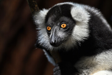 Black and white ruffed lemur (Varecia variegata) MADAGASCAR 