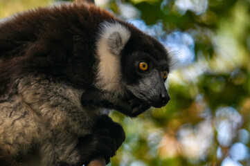 Black and white ruffed lemur (Varecia variegata) MADAGASCAR 