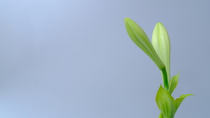 Green leaves on a white background, copy space