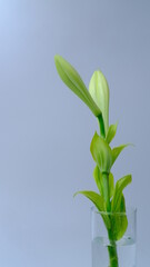 Fototapeta na wymiar Green leaves on a white background, copy space