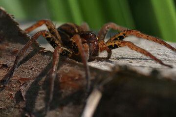 spider on a web, Great raft spider on the tree, the spider's eyes are clearly visible