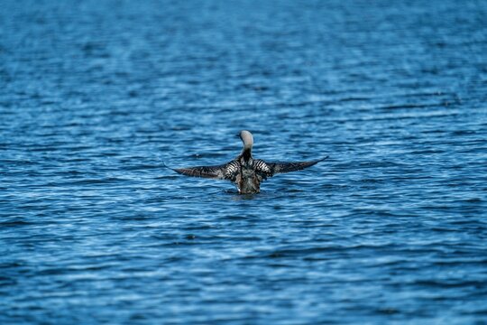 Black-throated loon (Gavia Arctica) swimming in the blue water