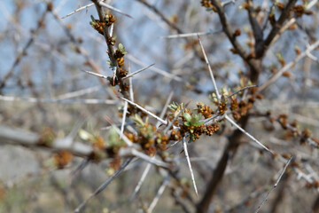 branches with thorns