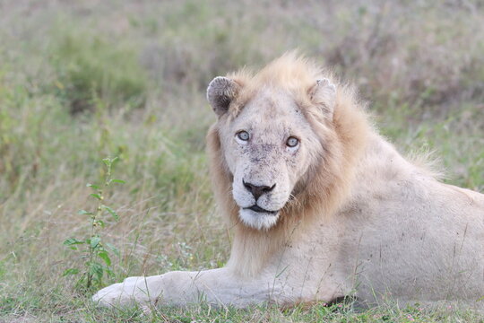 Closeup shot of a Transvaal lion laying on the grass park looking at the camera