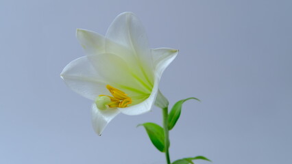 yellow tulip on blue