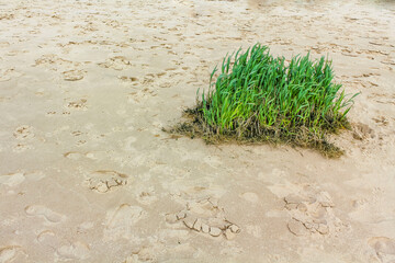 Wadden sea tidelands green grass in sand Harrier Sand Germany.