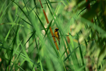 Bird in the grass filed