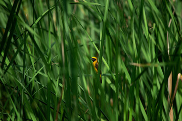 Bird in the grass filed