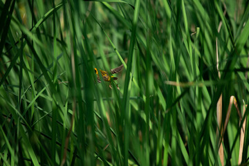 Bird in the grass filed
