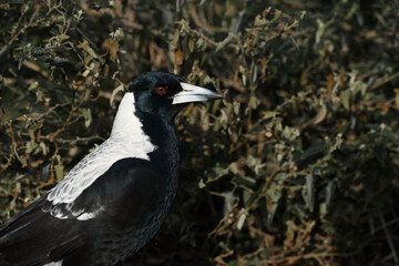 Fototapeta premium Close up shot of an Australian Magpie bird