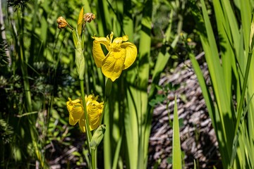 Closeup of yellow iris (Iris pseudacorus) flowers