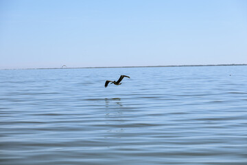 Bird water and fisherman in south east louisiana marsh