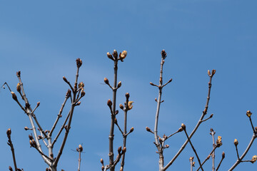 branches with buds