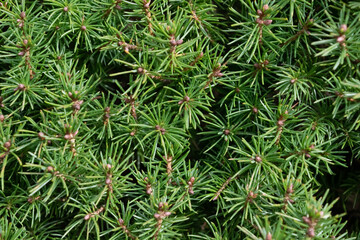 pine needles