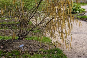 Common hazel tree along a path in the park