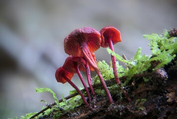 Low angle closeup of purple mushrooms on a mossy trunk