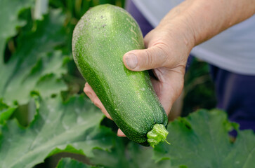 A farmer woman holds a ripe zucchini in her hand. Harvesting zucchini