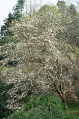 blossom tree in the park