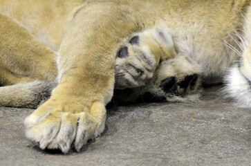 ライオンの足