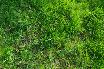 green grass background