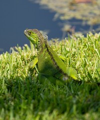 Vertical shot of a green iguana sitting in the grass