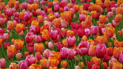 Background Fine Art Photos of Plants i