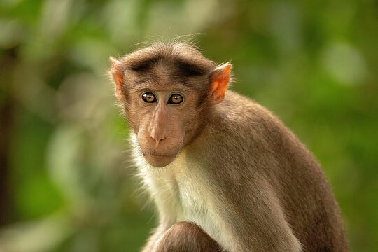 Closeup portrait of a monkey on green blurry background