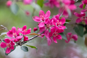 Pink apple tree blossom, big flowers on branch. Apple tree spring delicate vibrant pink flowers bloom in garden close-up with blurred background