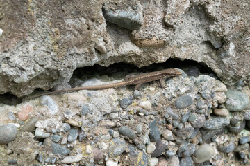 lizard
