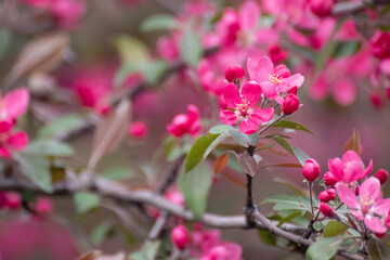 Pink apple tree blossom, big flowers on branch. Apple tree spring delicate vibrant pink flowers bloom in garden close-up with blurred background